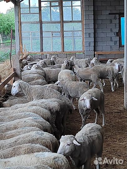 Овцы бараны