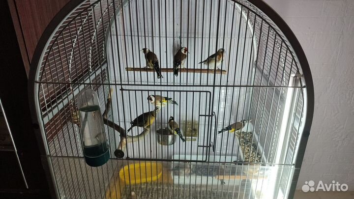 Птица щегол