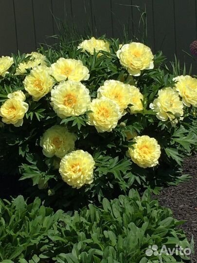 Гибрид пиона Bartzella