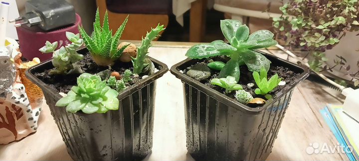 Суккуленты в горшочке