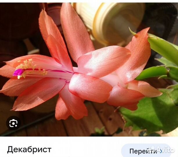 Сортовые декабристы