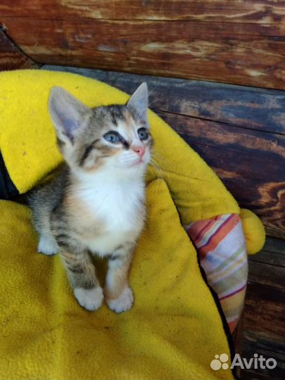 Пуховая, цветная девочка Ширли только для Вас