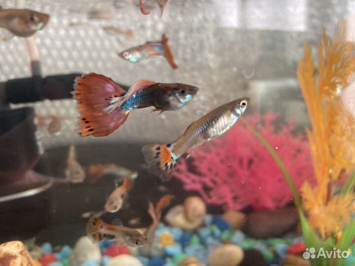 Рыбы гуппи