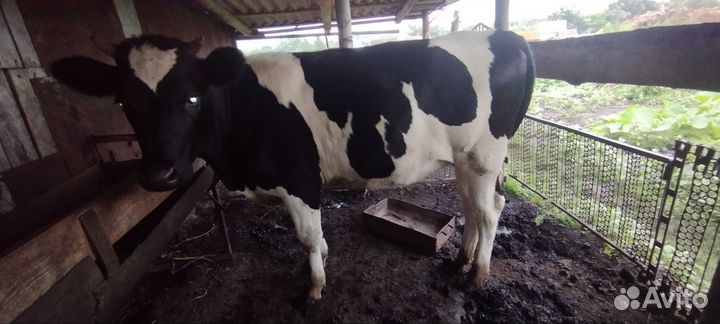 Корова дойная