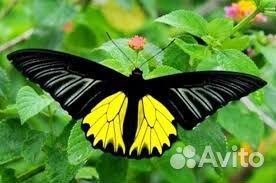 Ферма бабочек с куколками Челябинск