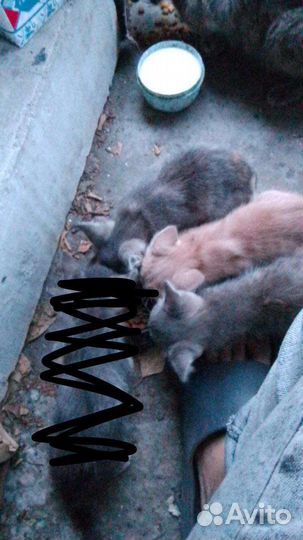 Котята в добрые руки бесплатно