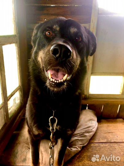 Собака в добрые руки