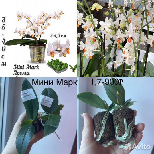 Орхидея подросток