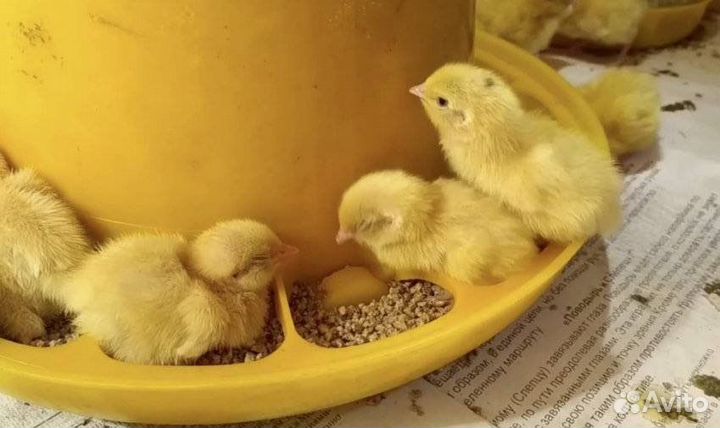 Перепела суточные