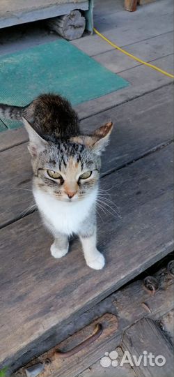Деревенская кошечка
