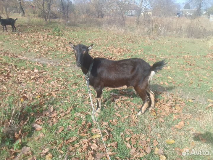 Коза дойная