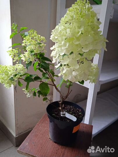 Вегетативная петуния