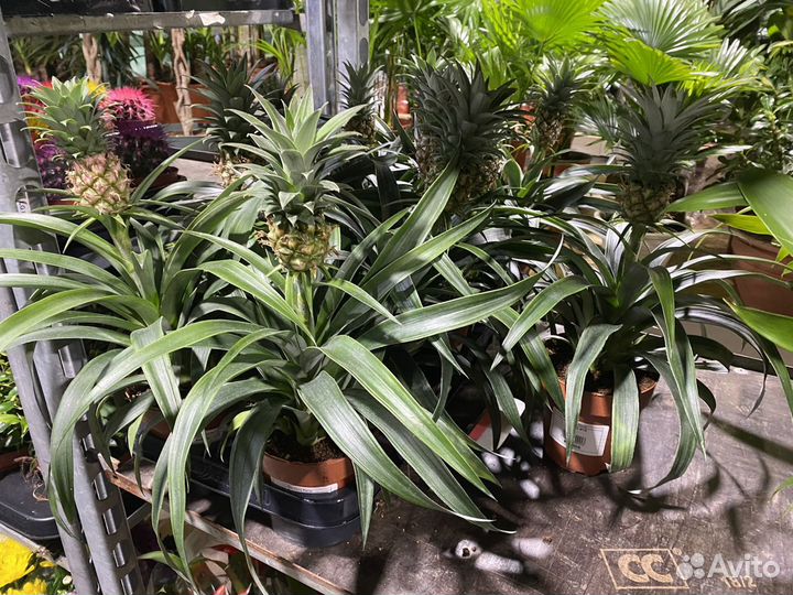 Ананас комнатный