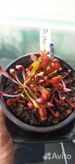 Саррацения