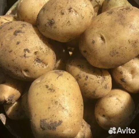 Продам картофель белый, крупный купить в Миассе | Товары для дома и ...