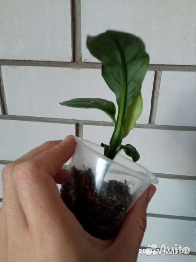 Спатифилум сенсация