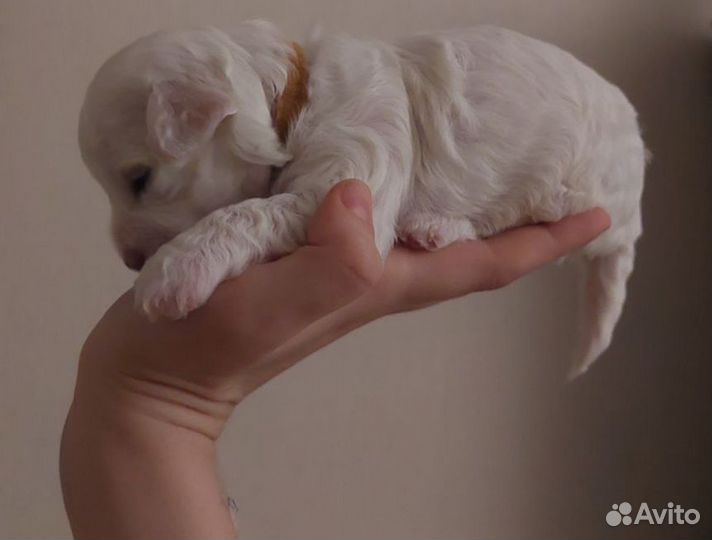 Бишон фризе