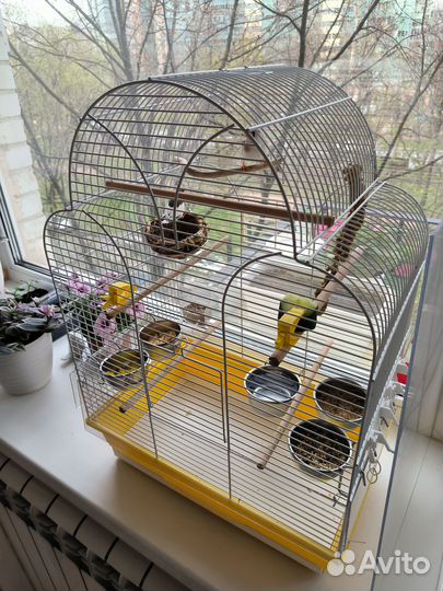 Зебровые амадины