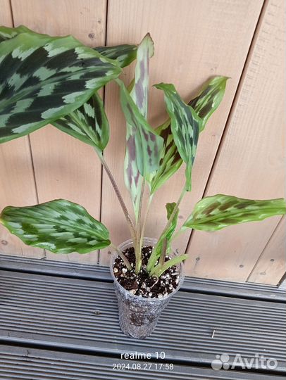 Кемпферия элеганс