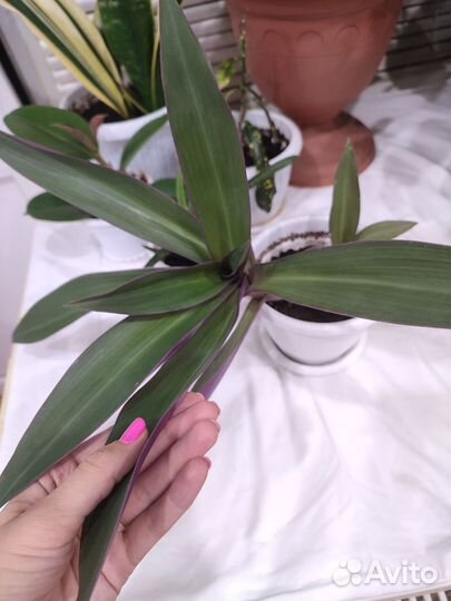 Цветок с горшком