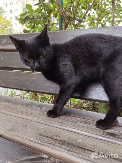 Кошки в добрые руки