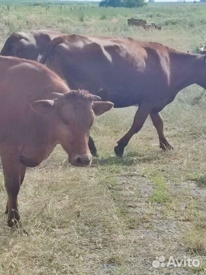 Продаются овцы коровы