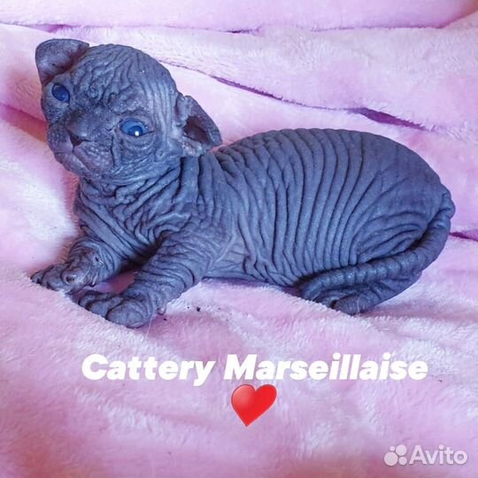 Мальчик бамбино документы