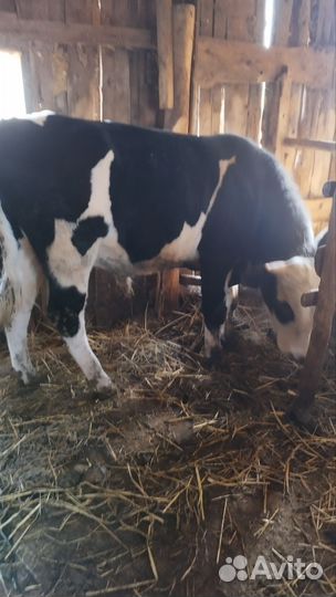 Корова дойная