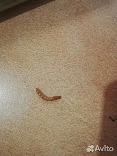 Личинка мучного хрущака