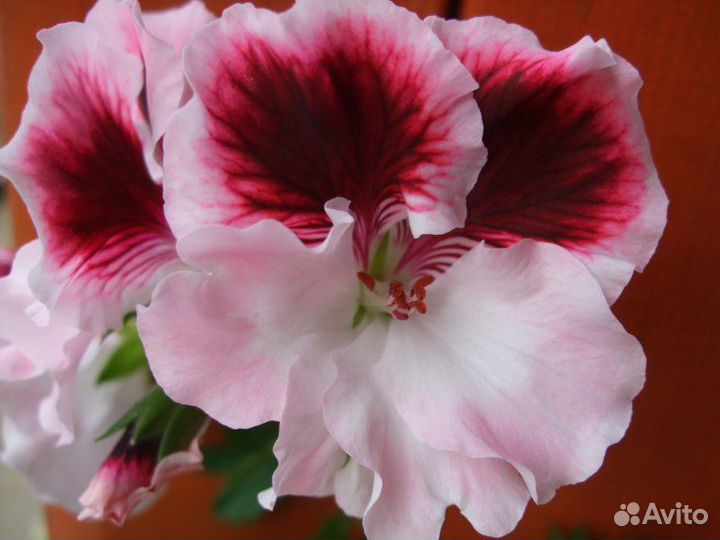 Пеларгонии королевские, розебудные