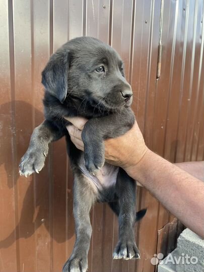 Лабрадор с помесью щенки мальчики