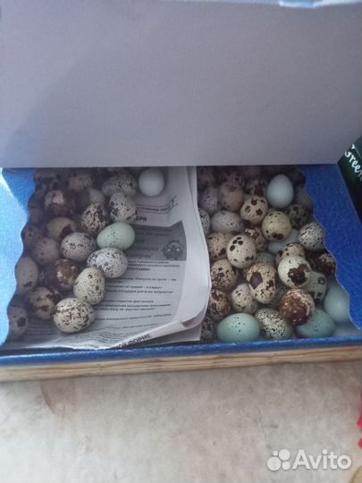 Яйца перепелиные инкубационное
