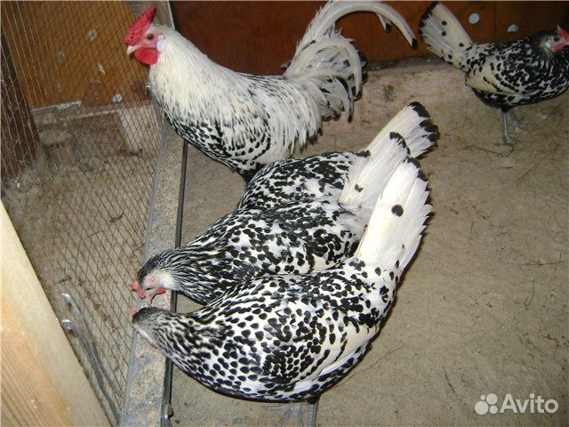 Борвистая молодка 3-6неднль