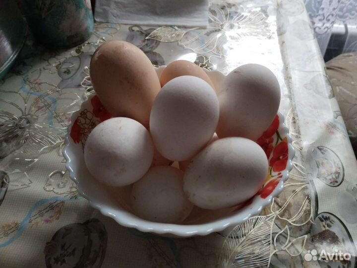 Домашние куриные яйца