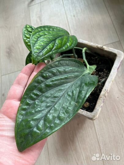 Эпипремнум марбл планет