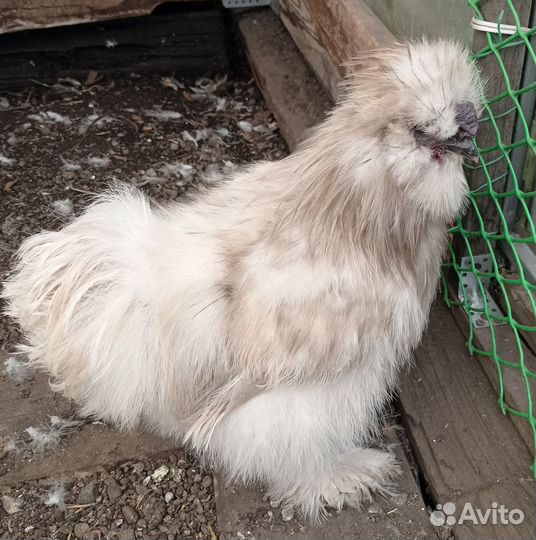 Домашняя птица