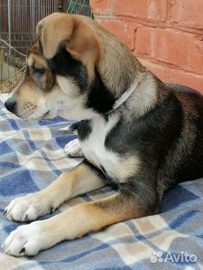 Щенок Ларида