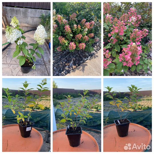 Гортензия метельчатая