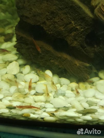 Аквариумные креветки вишня и растения