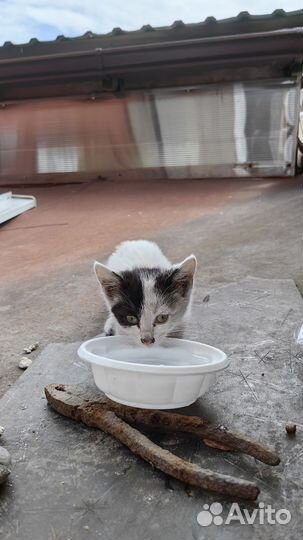 Котята
