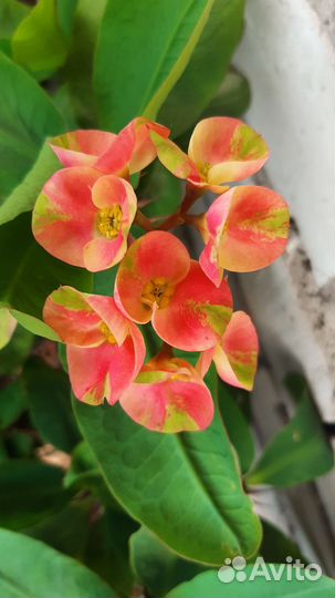 Эуфорбия миля