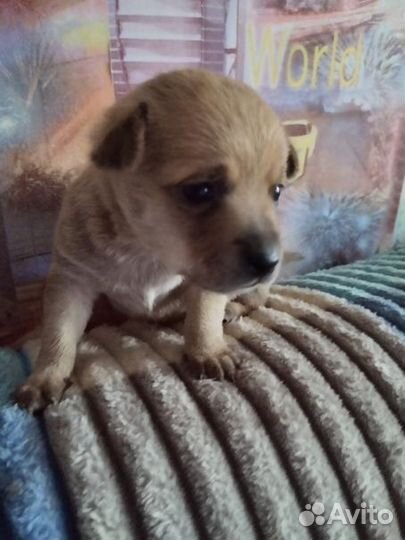 Той-терьер щенки