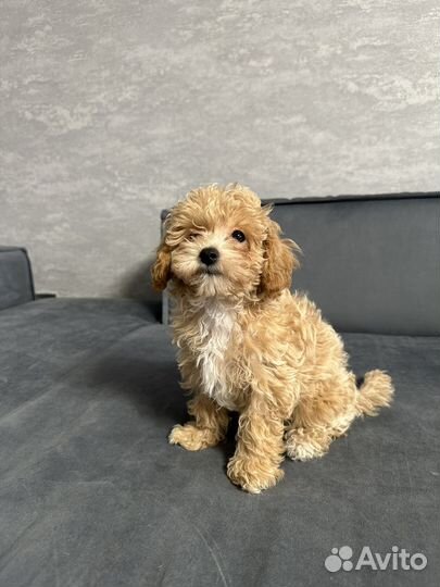 Щенок мальтипу f1 мини мальчик