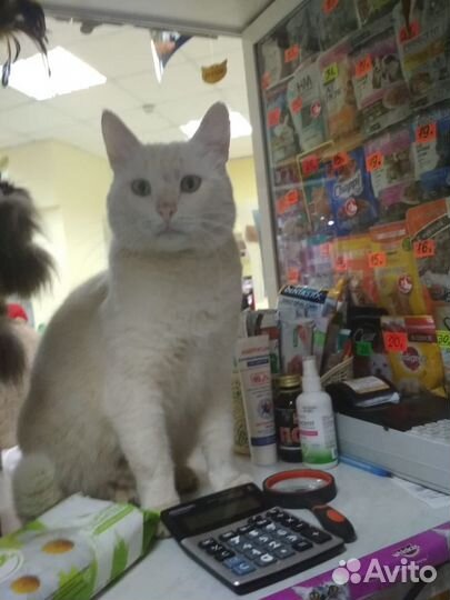 Кот мышелов