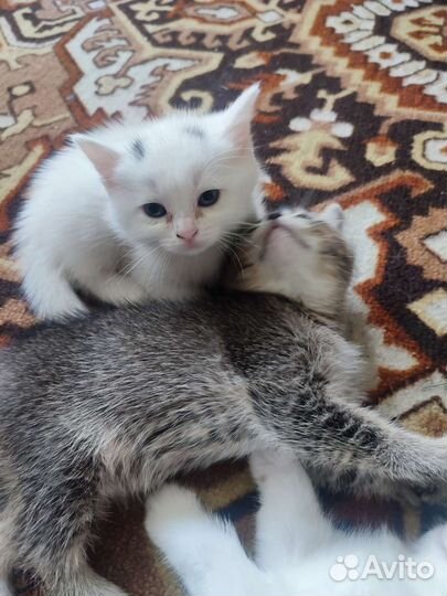 Котята в добрые руки