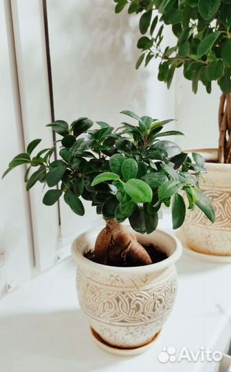 Фикус микрокарпа гинсенг