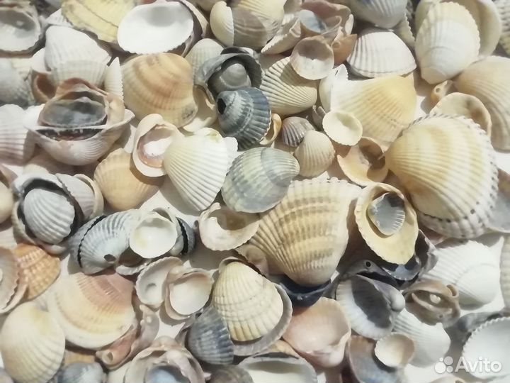 Ракушки для аквариума, для поделок и не только