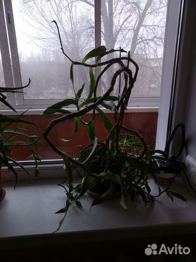 Каллизия душистая (золотой ус)