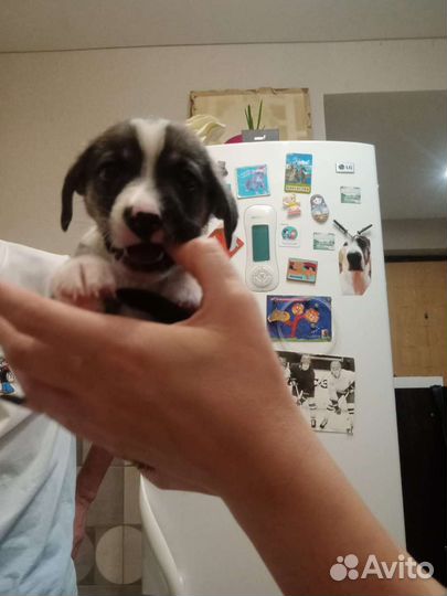 Щенок в добрые руки