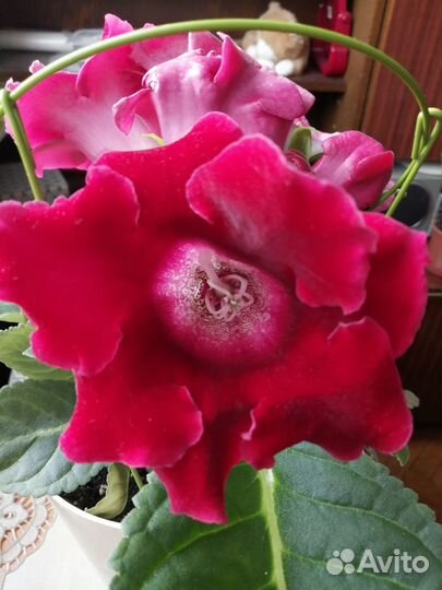 Семена глоксинии